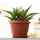 Close-up of a thriving Aloe Vera plant in a terracotta pot, set against an outdoor backdrop in Tunisia.
